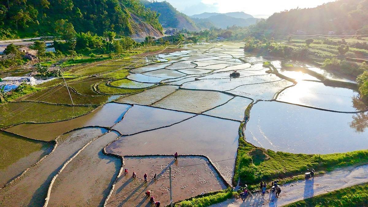 देशभरि ९१ प्रतिशत धान रोपाइँ